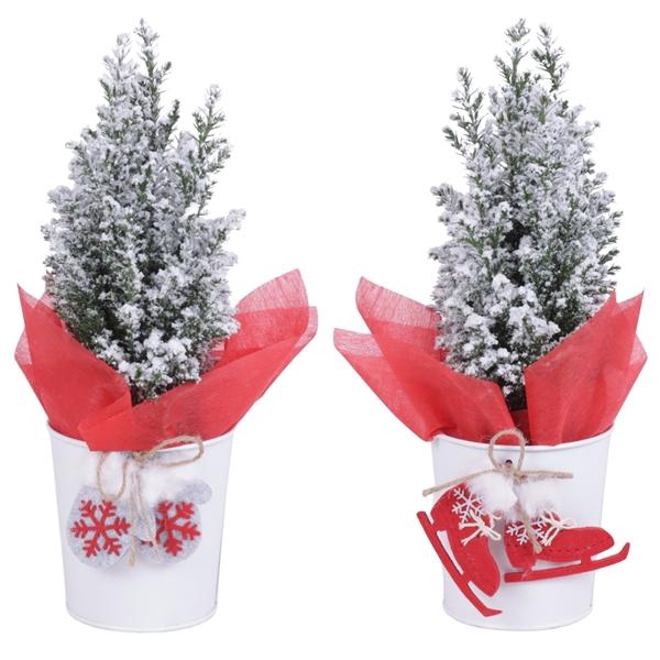 <h4>Chamaecyparis lawsoniana 'Ellwoodii'</h4>