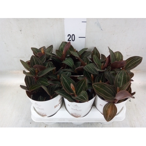 Ludisia discolor
