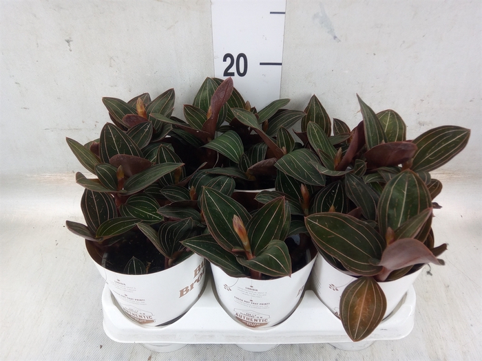 <h4>Ludisia discolor</h4>