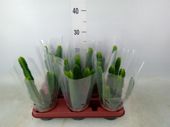 <h4>Euphorbia   ...</h4>