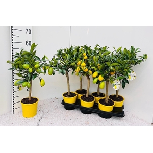 Citrus floridana Limon stem