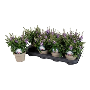 Angelonia 'Serena Purple'