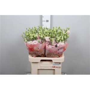 Eus G Celebrich Queen