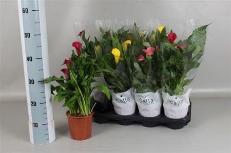 <h4>Zant Gem 5 Kl</h4>