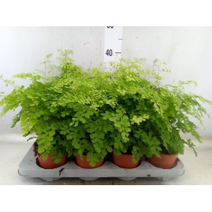 Adiantum raddi. 'Fragrans'