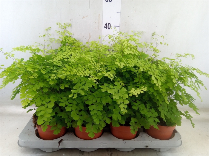 <h4>Adiantum raddi. 'Fragrans'</h4>