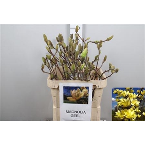 Magnolia Grand Yellow
