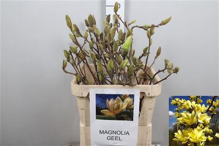 <h4>Magnolia Grandi Yellow</h4>
