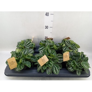 Peperomia