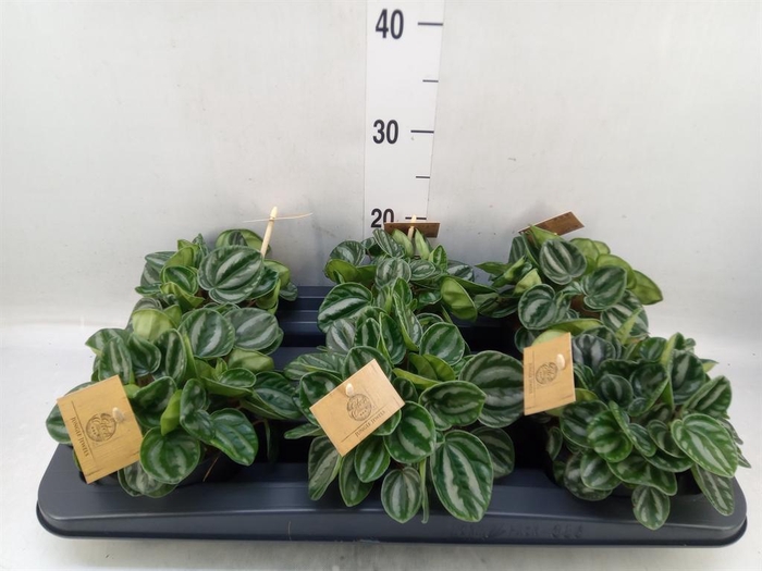 <h4>Peperomia</h4>