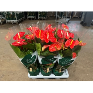 Anthurium Madural