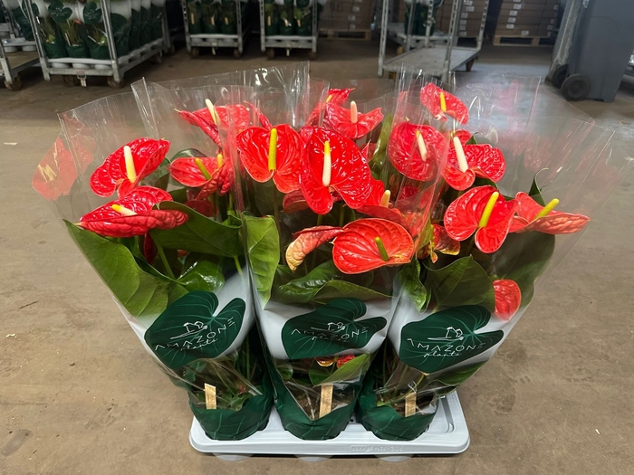 <h4>Anthurium Madural</h4>
