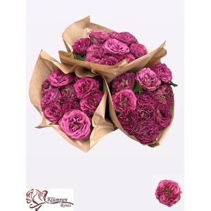 R GR PURPLE DELIGHT