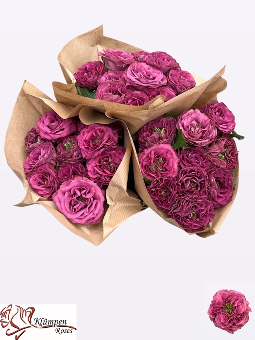 <h4>R GR PURPLE DELIGHT</h4>
