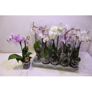 Phal Gem