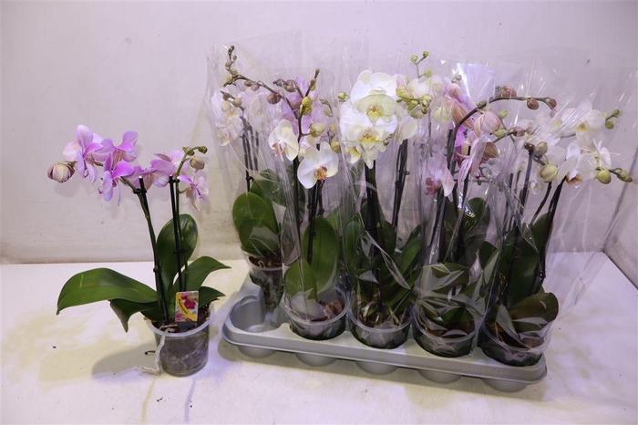 <h4>Phal Gem</h4>