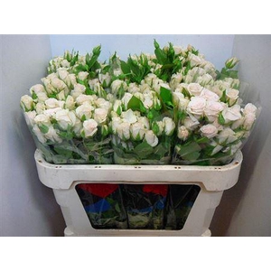 R Tr Royal Porcelina