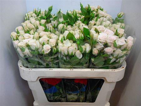 <h4>R Tr Royal Porcelina</h4>