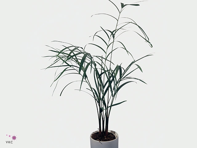 Dypsis decaryi