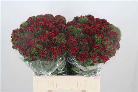 Di Barb Breanthus Jolly