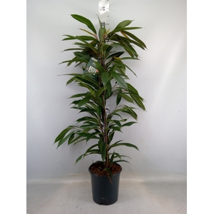 Ficus binn. 'Amstel King'