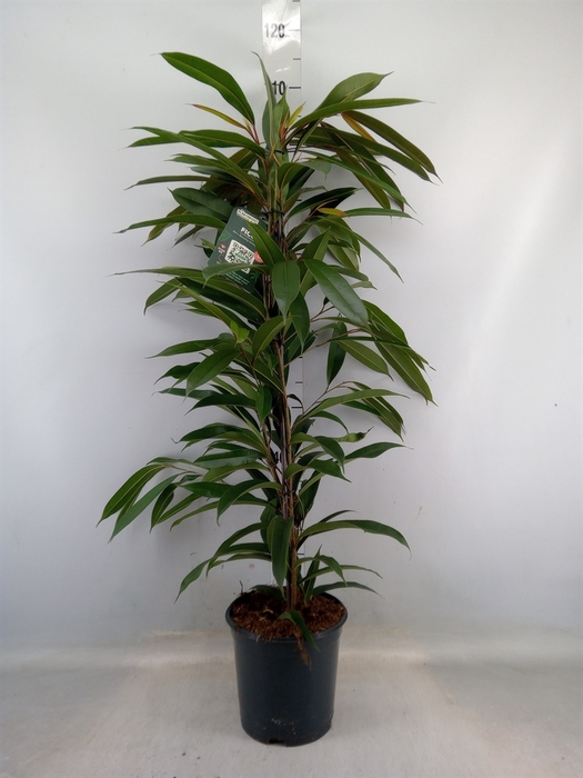 <h4>Ficus binn. 'Amstel King'</h4>