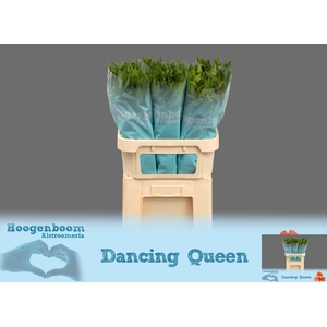 ALSTR DANCING QUEEN