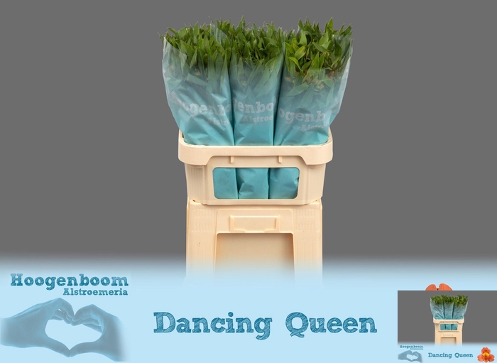 <h4>ALSTR DANCING QUEEN</h4>