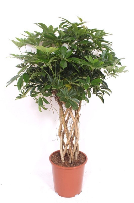 <h4>Schefflera Compacta</h4>