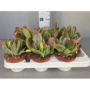 Kalanchoe NF   ...