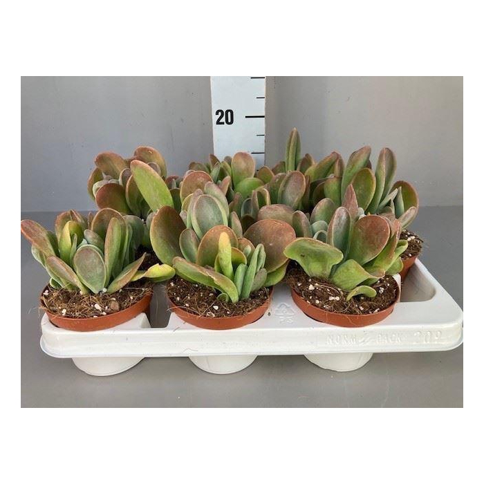 <h4>Kalanchoe NF   ...</h4>
