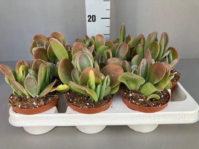<h4>Kalanchoe NF ...</h4>