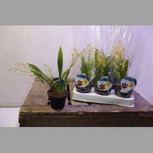Oncidium Ov