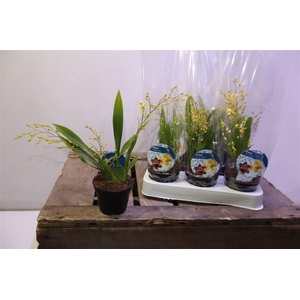 Oncidium Ov