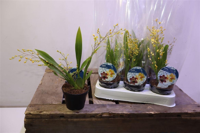 <h4>Oncidium Ov</h4>