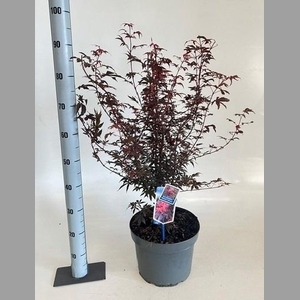 ACER PA SKEET BROOM