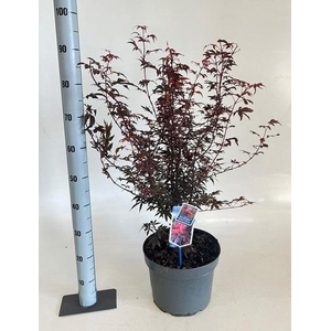ACER PA SKEET BROOM