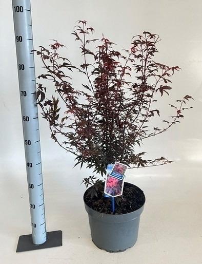 <h4>ACER PA SKEET BROOM</h4>