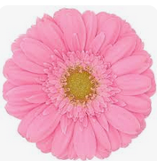 <h4>Ge Mi Kirstey</h4>