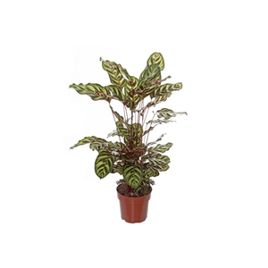 CALATHEA MAKOYAMA P17