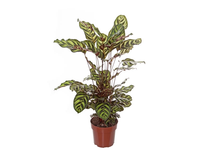 <h4>CALATHEA MAKOYAMA P17</h4>