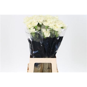 Di St Std Diletta Crema