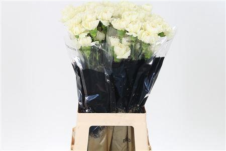 <h4>Di St Std Diletta Crema</h4>