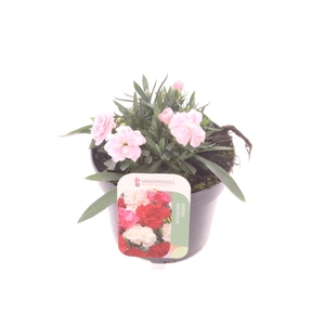 Dianthus caryophyllus Sprint Fancy Salmon