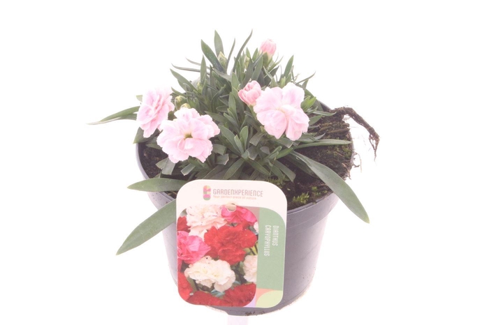 <h4>Dianthus caryophyllus Sprint Fancy Salmon</h4>
