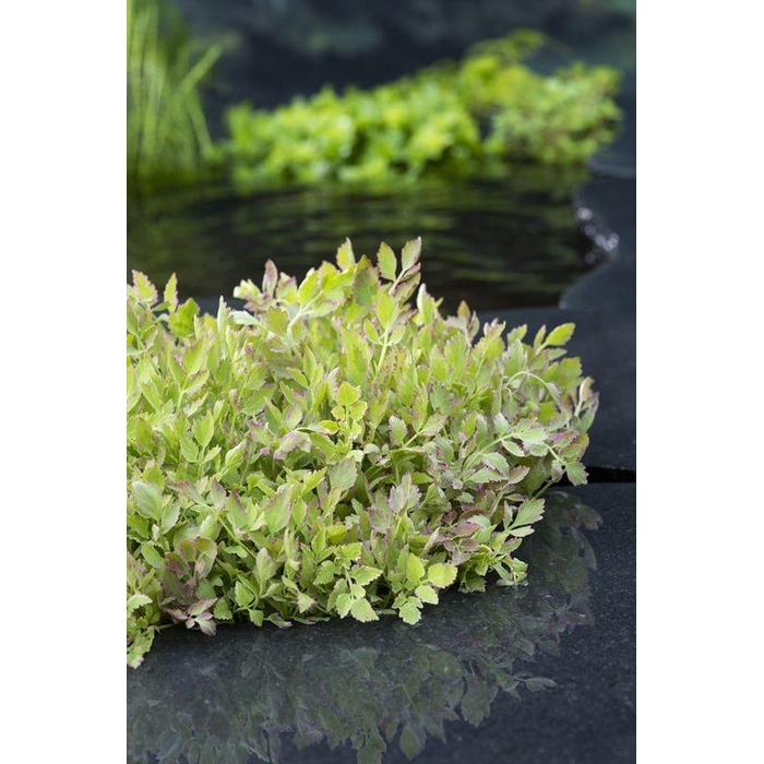 <h4>Oenanthe fistulosa Flamingo</h4>