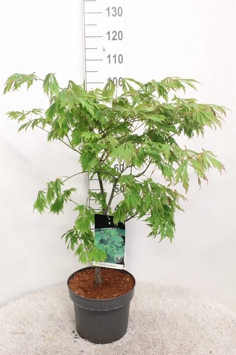 <h4>Acer japonicum 'Aconitifolium'</h4>