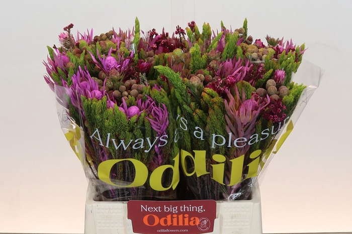 <h4>BQ Wild Flower</h4>