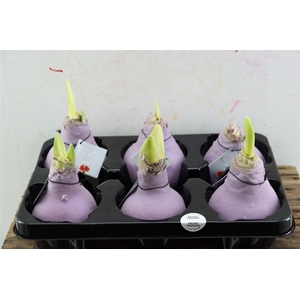 Wax Hipp Velvet Milka ( Pastel Purple )
