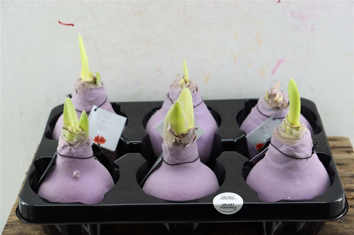 <h4>Wax Hipp Velvet Milka ( Pastel Purple )</h4>